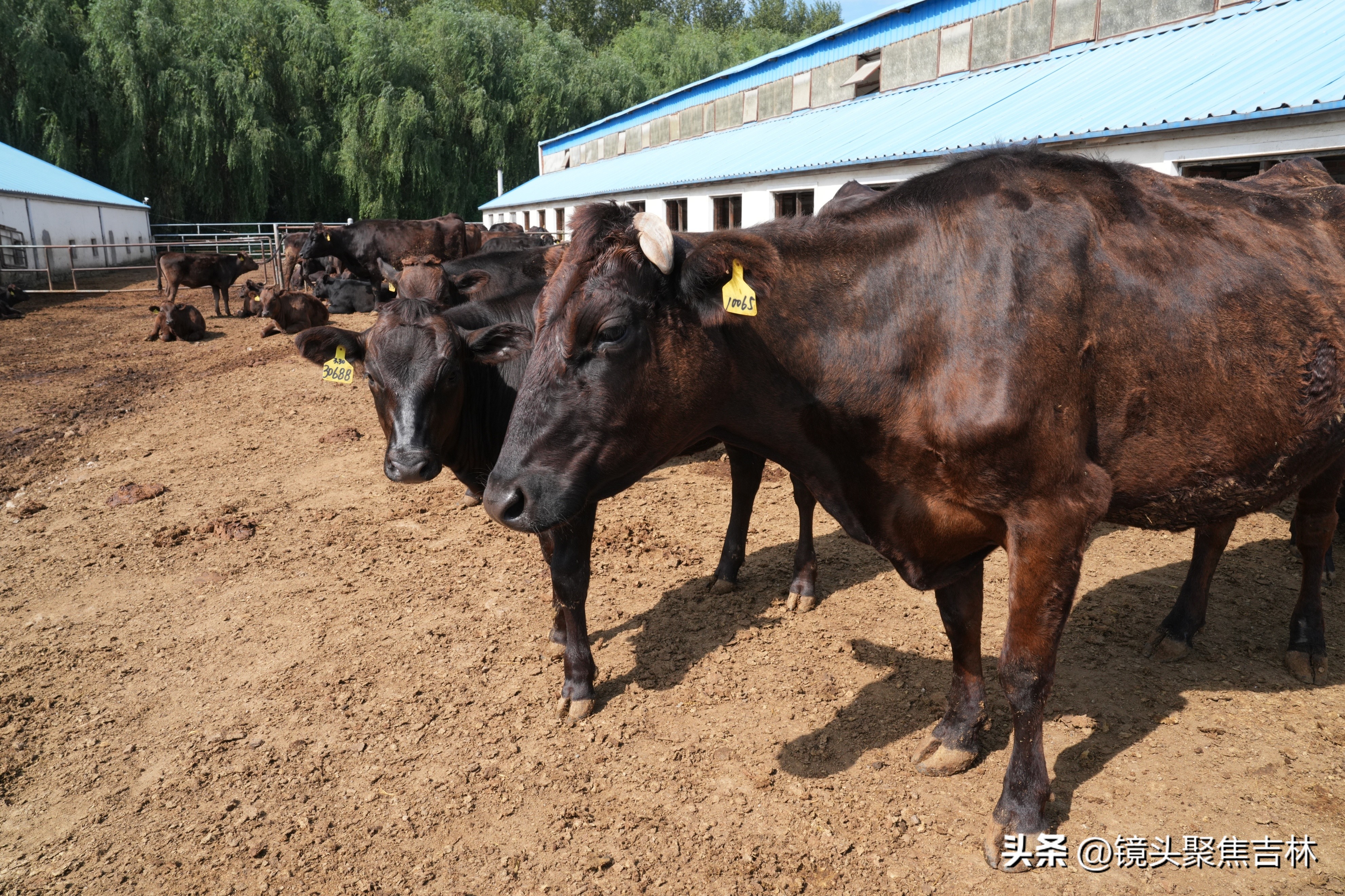 皓月集团宣传片,皓月集团规划