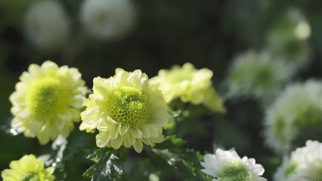 66万盆菊花东湖公园菊花展,东湖公园菊花展有哪些菊花