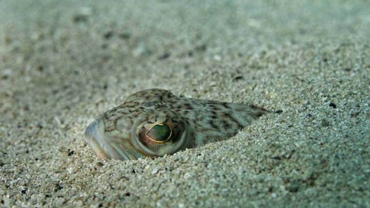 金枪鱼为什么停止游泳就会死掉,金枪鱼为什么停止游动会死