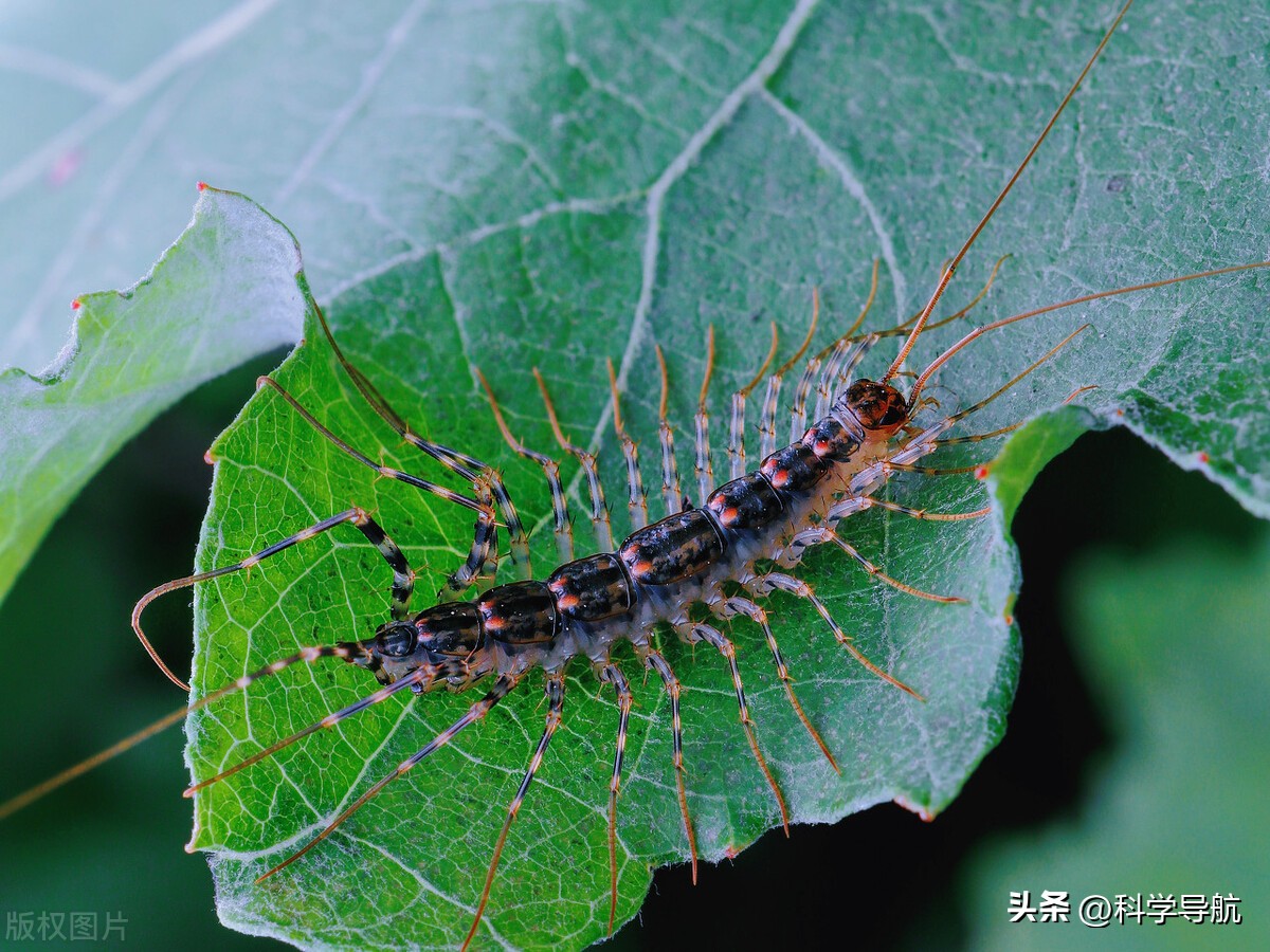 蚰蜒会钻到人的耳朵里吃脑子吗,蚰蜒会吃脑浆吗