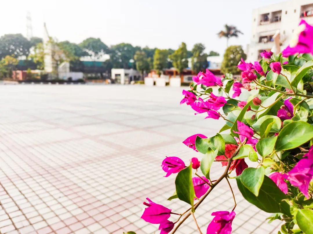 石碣四海学校和东盈学校哪个好,石碣四海学校2023年学费多少钱