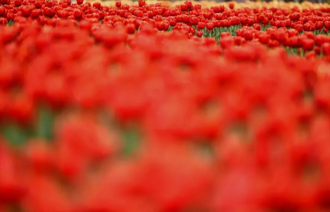 山东有海有雪有山有平原,山东有没有广阔草原