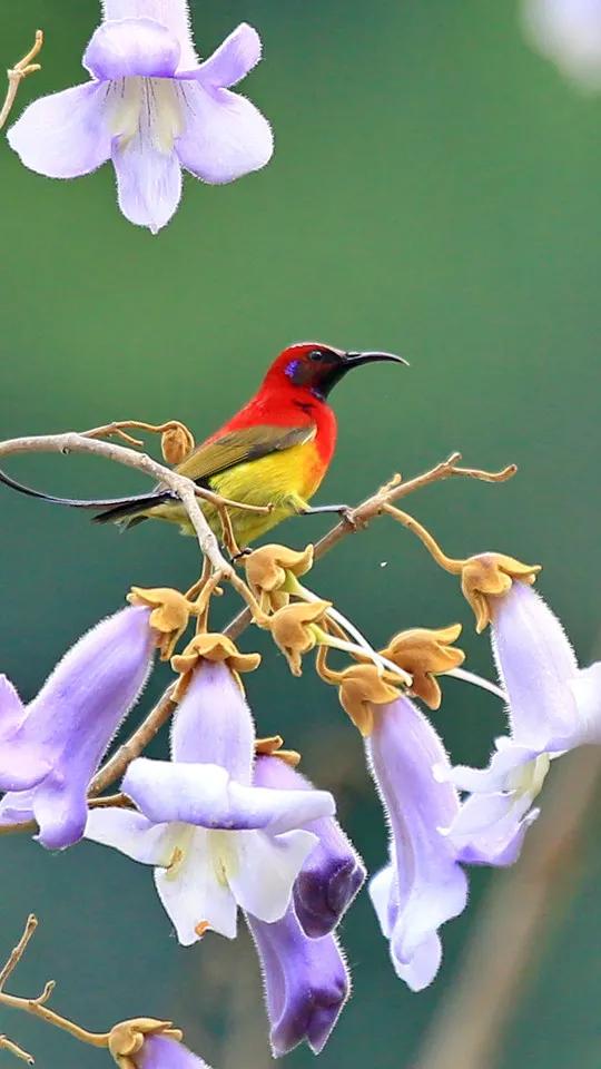 太阳鸟花的图片,太阳鸟精彩图片