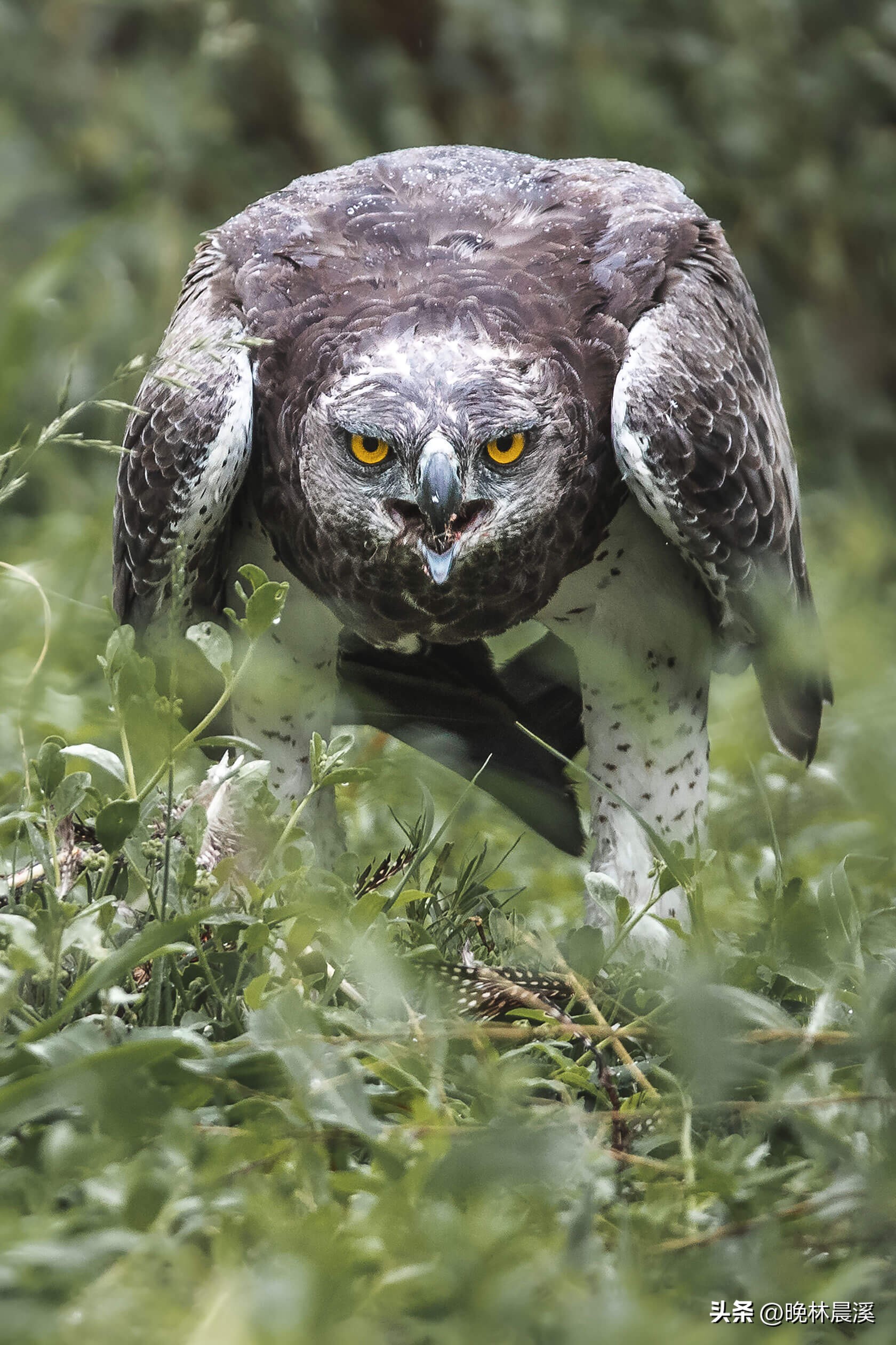 绿色季节：非洲野生动物的光荣照片
