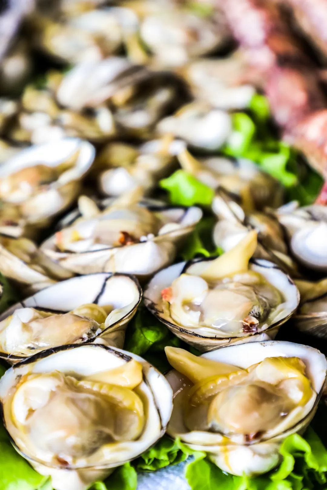 在这座隐藏的海鲜大城，人均黄蚬子自由