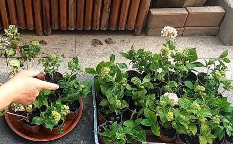 三角梅换盆浇水后隔几天再浇水,花卉换盆缓苗