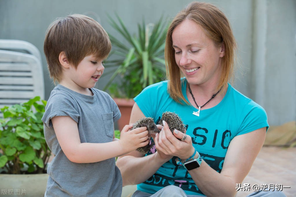 刺猬如何拥抱,如何和刺猬变得亲近
