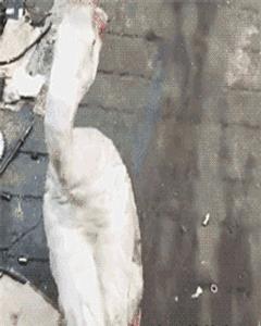 神回复最恶搞的话,被人骂不知羞耻的神回复