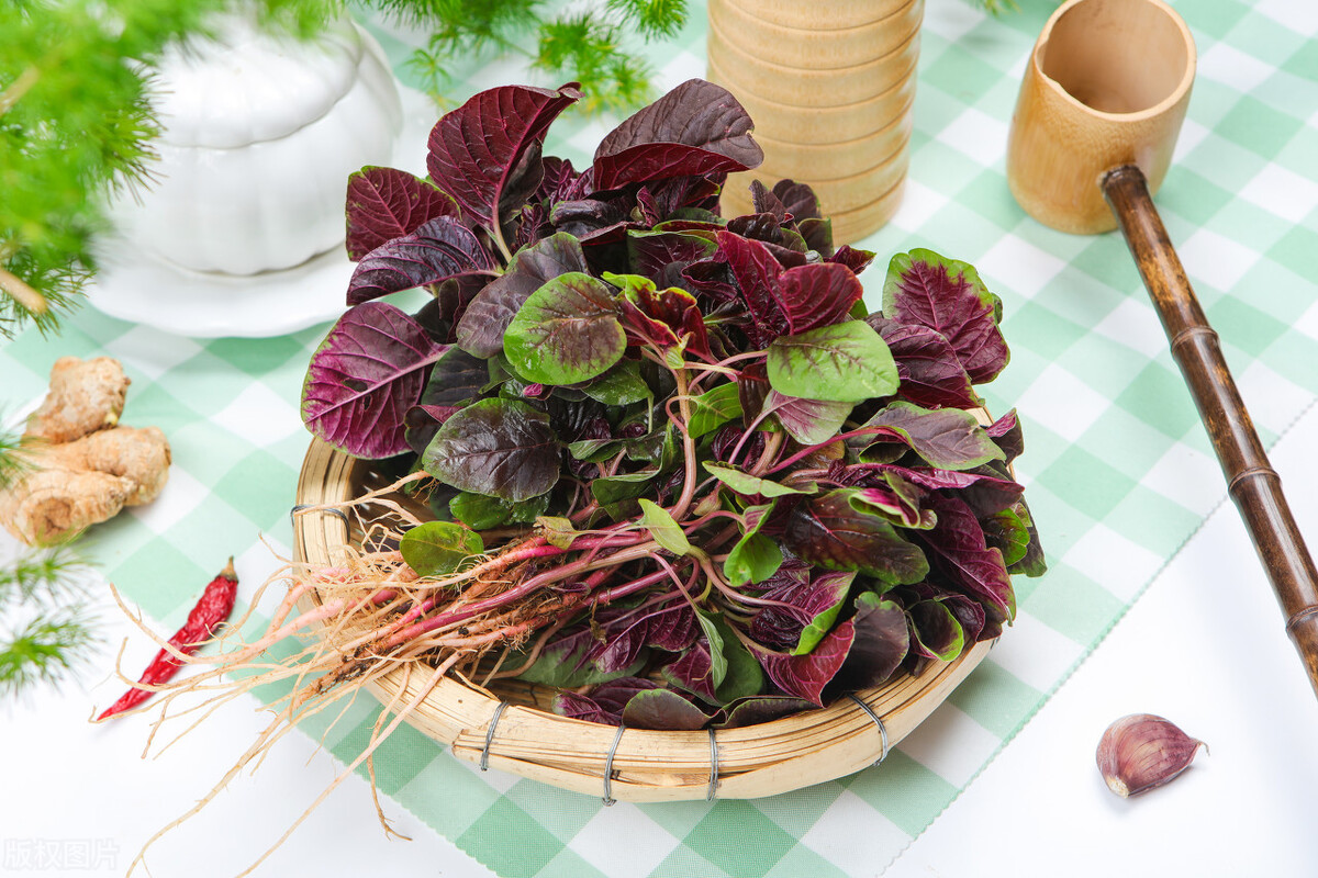 种苋菜草多怎么办,苋菜现在还能种吗