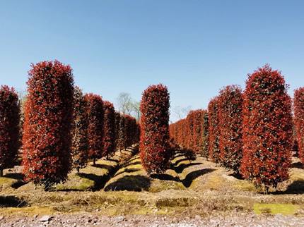 森禾红叶石楠,森禾2.0