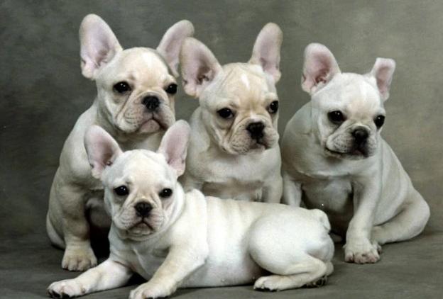 家中的法斗犬，牙齿根部变得黄黄的，这是怎么回事呢？