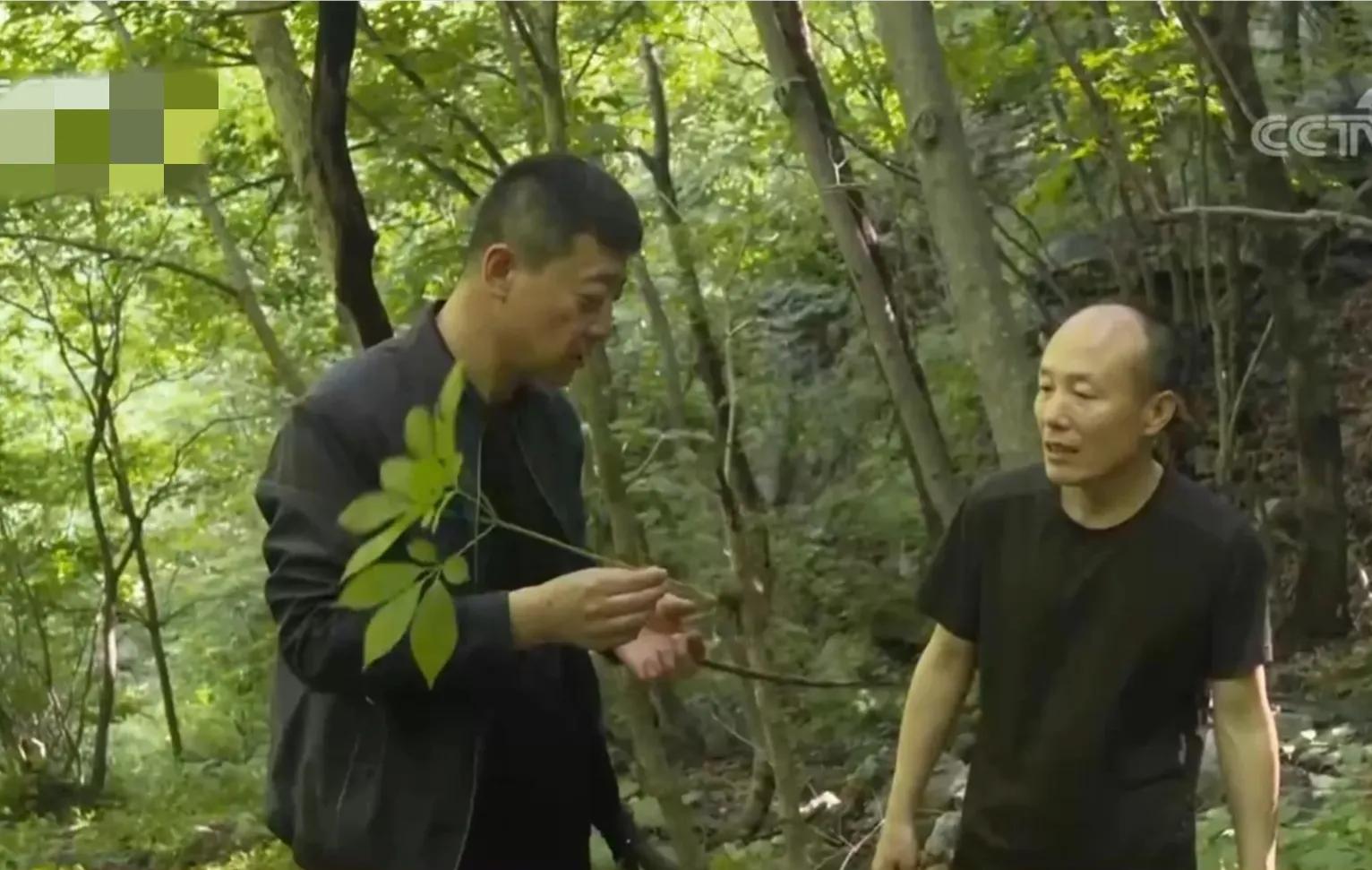 山地果园种林下参合法吗,山林地出租种林下参多少钱一亩