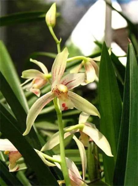 十大名贵兰花葱兰和韭兰的区别,十大名贵兰花视频