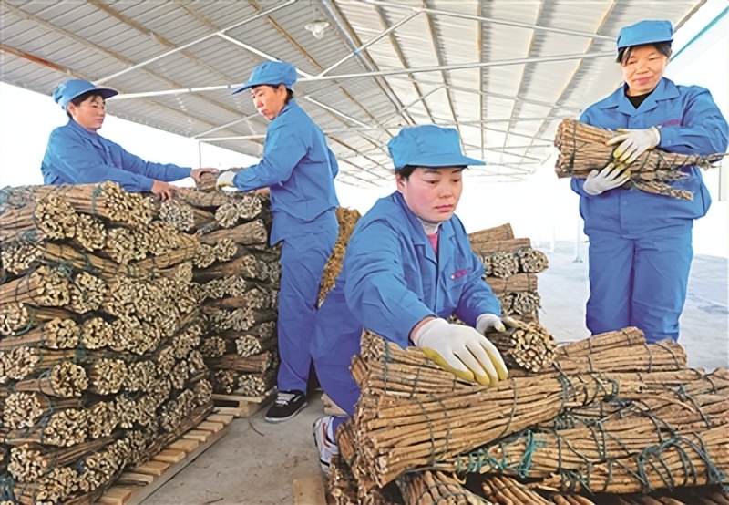恒山黄芪与普通黄芪的功效区别,恒山黄芪历史