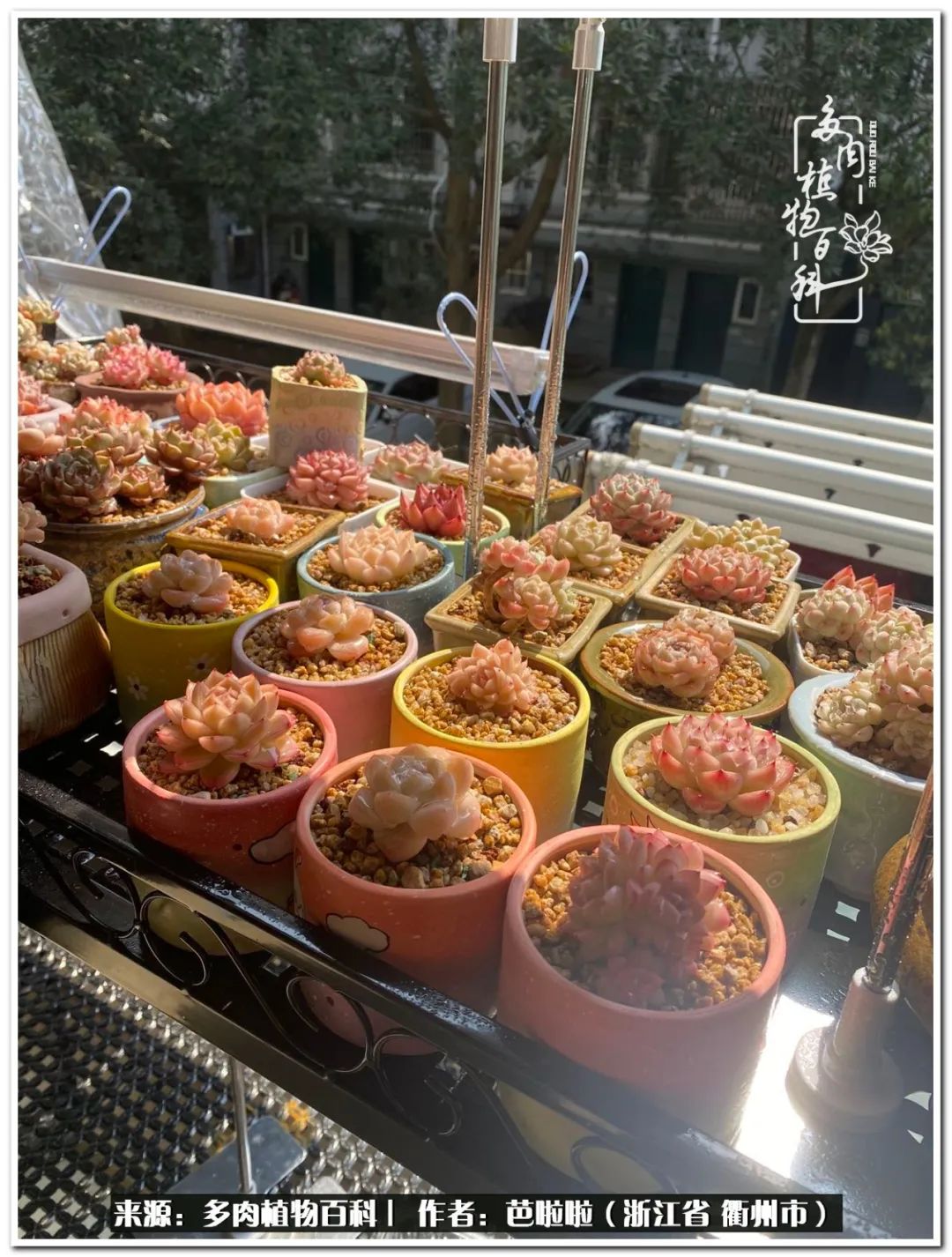 超级能治愈心情的多肉,治愈心灵的彩色植物