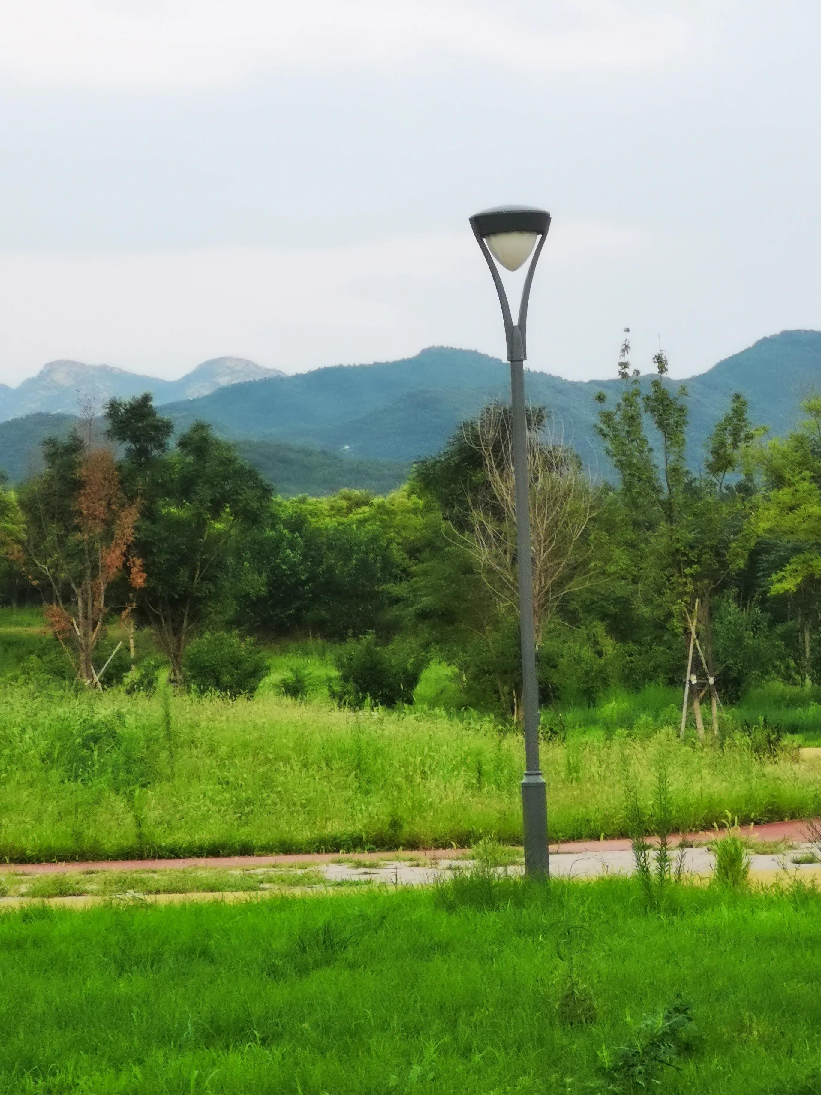 马齿苋专治什么病,马齿苋的止痒方法