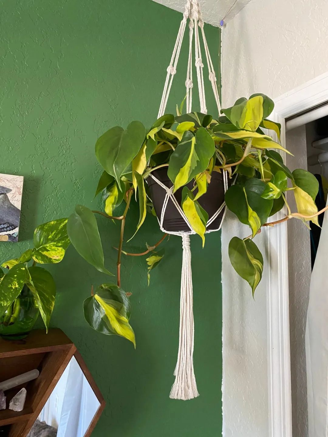 适合家养的花卉盆栽绿植,好养的绿植推荐一下盆栽