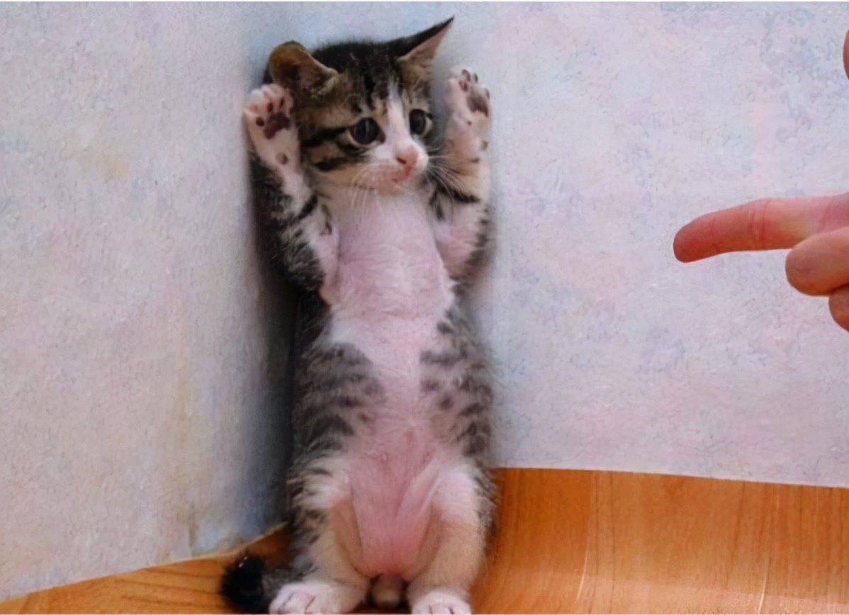 不管多生气也不要冷暴力,无论多生气也别打猫咪这几个部位