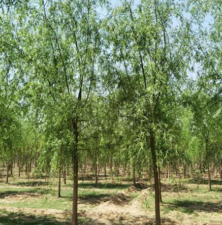 柳树七月份扦插育苗可以成活吗,柳树扦插育苗