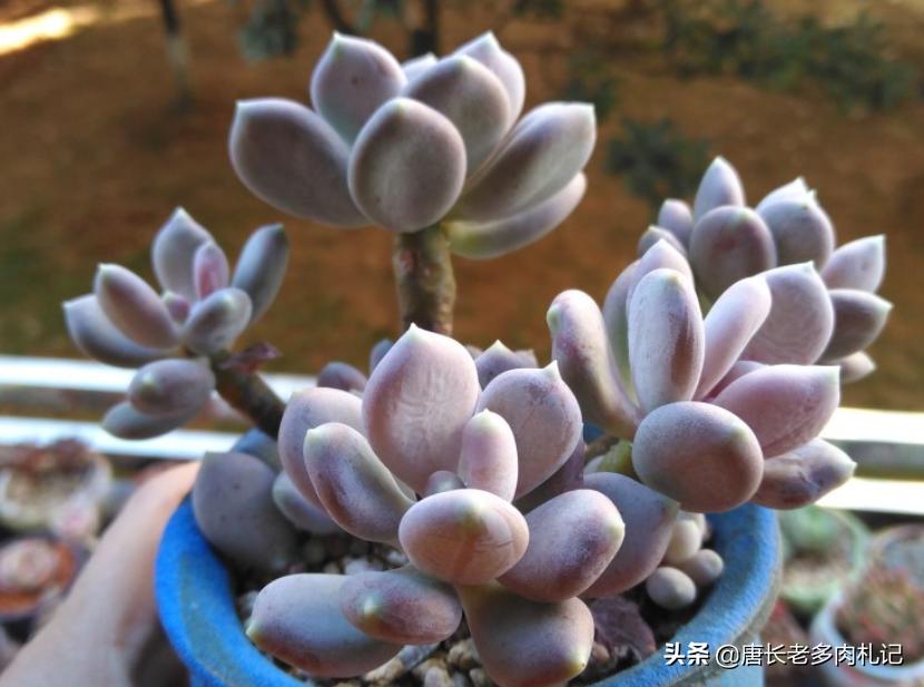 多肉稻田姬，之前常拿来冒充三日月美人，但一个明显特征出卖了它