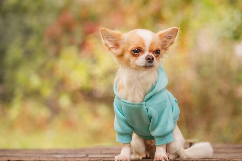 狗狗来姨妈了需要注意些什么,狗狗来姨妈了要注意