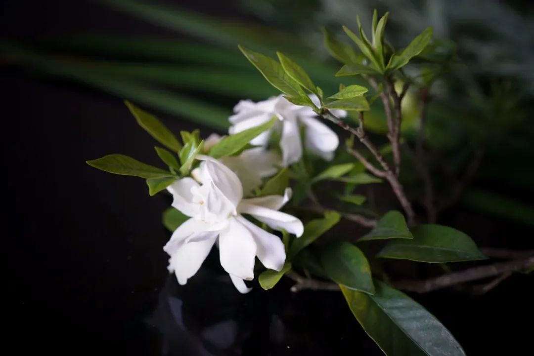 栀子：如月素净，如风清凉