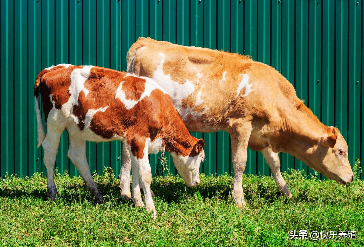 新手买牛应该买什么样的牛,买牛看牛相绝招