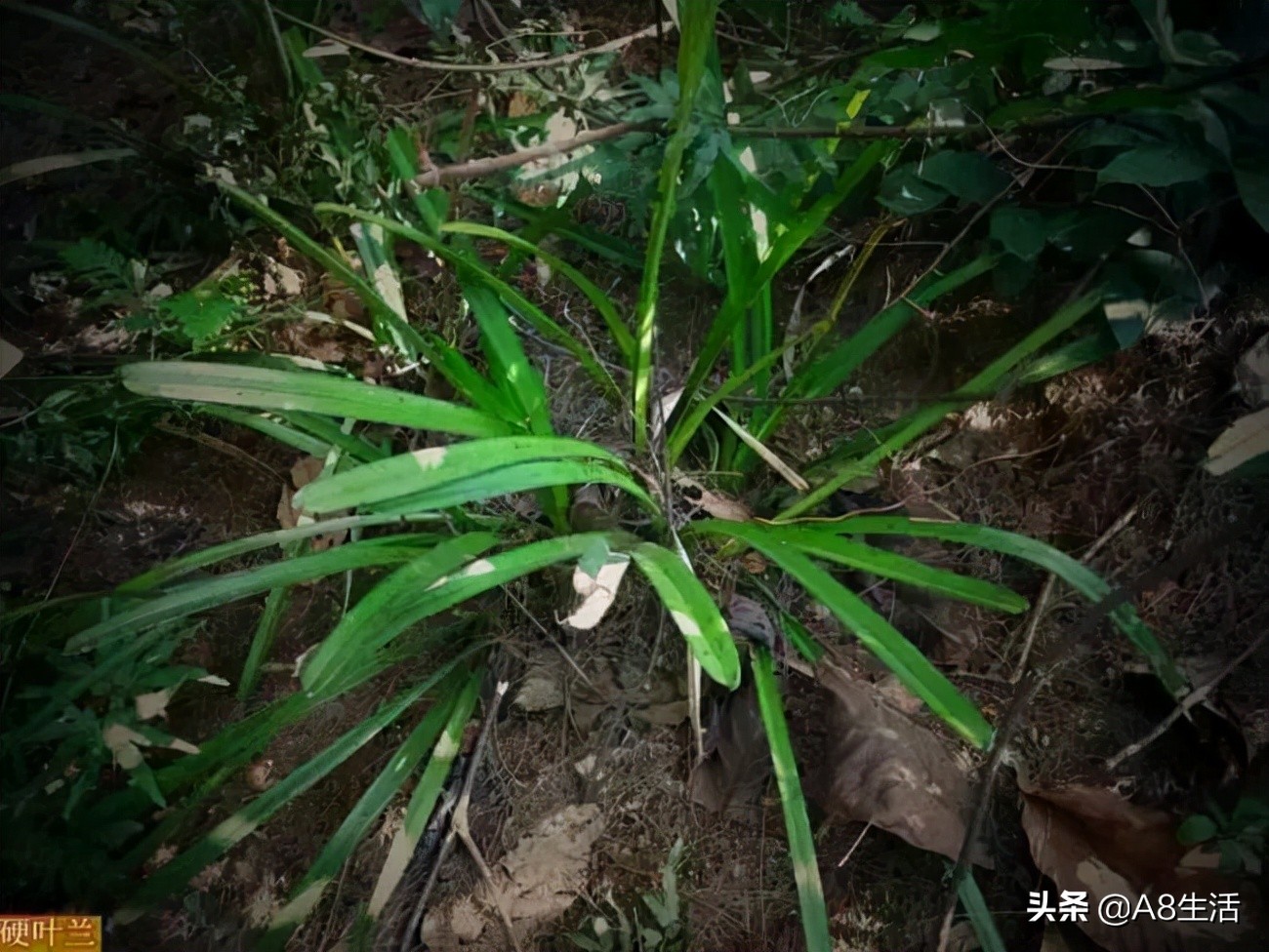 带你认识中华兰花纹瓣兰,顶级纹瓣兰图片