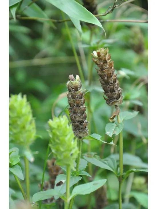 甲状腺结节吃内消瘰疬丸夏枯草膏,夏枯草和内消瘰疬服用效果