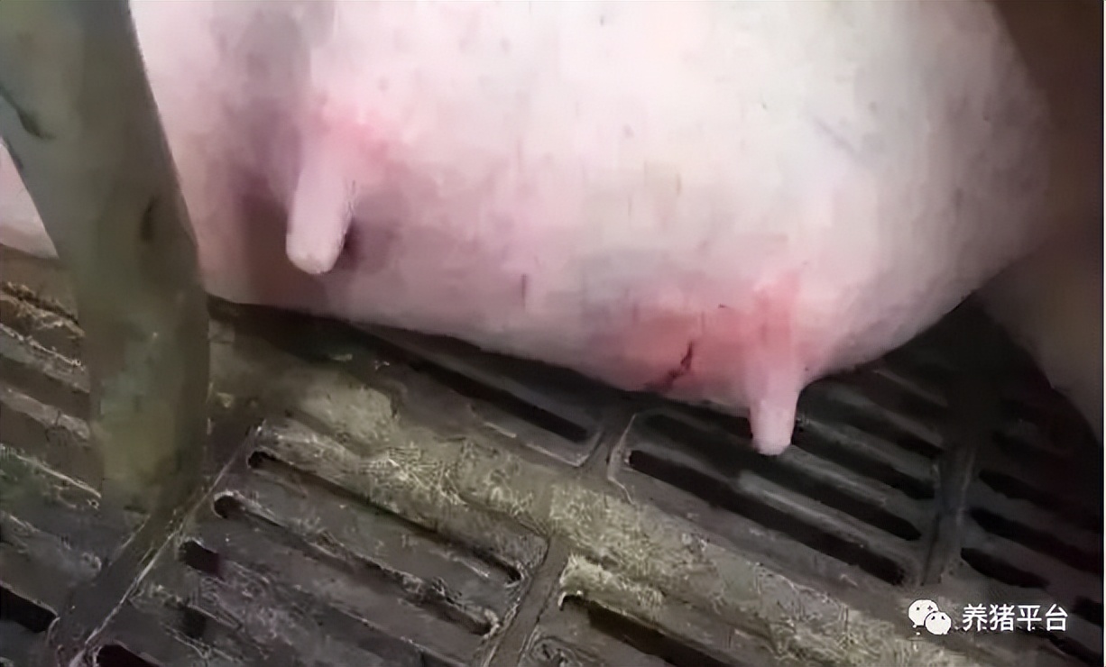 想要奶水多吃什么下奶,母猪怀孕后期乳房水肿怎么办