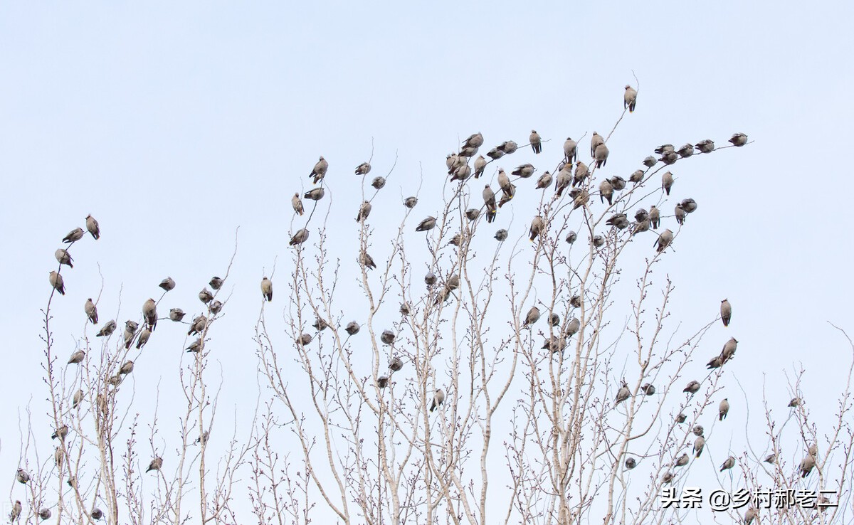 鸟偷吃玉米苗怎么办,鸟吃食掉渣怎么办