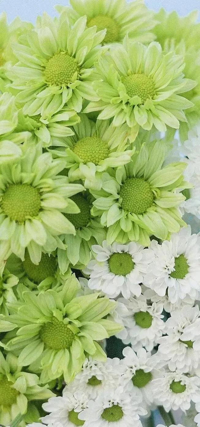 高清壁纸全面屏手机,围棋壁纸高清全面屏