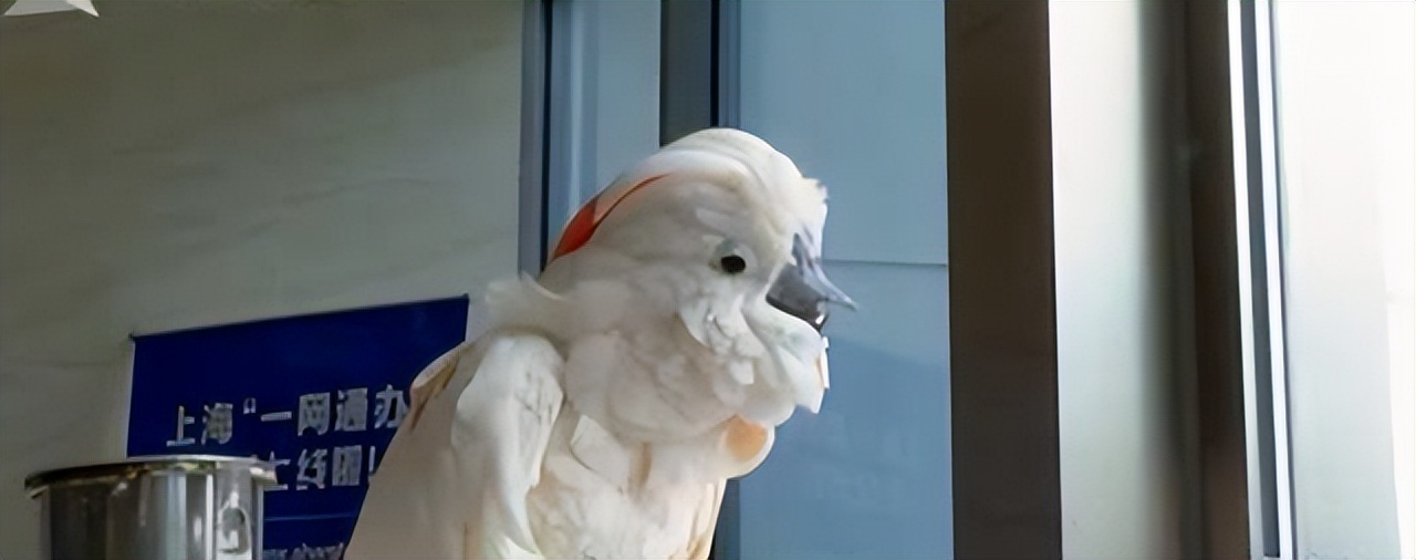 人在家中坐刑从天上来,让人牢底坐穿的动物