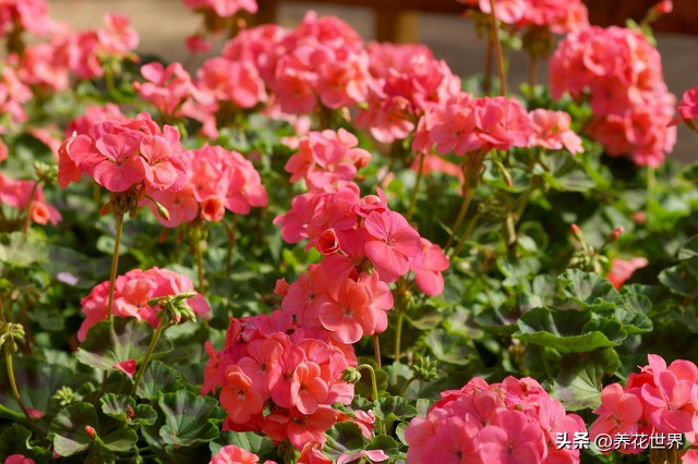 养这10种花越养家里越干净,这8种花最旺家只需养一盆