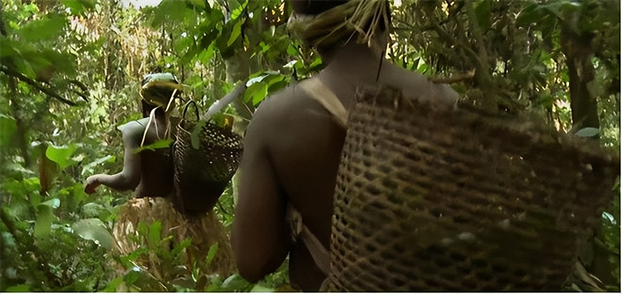 非洲巴卡部落：男人捕杀六米巨蟒，女人挖洞抓非洲巨鼠