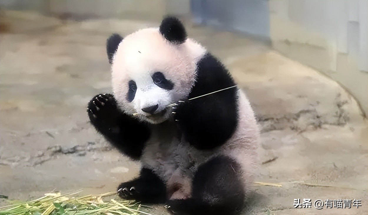 非洲雄狮打群架,俄罗斯战斗民族跟狮子打架