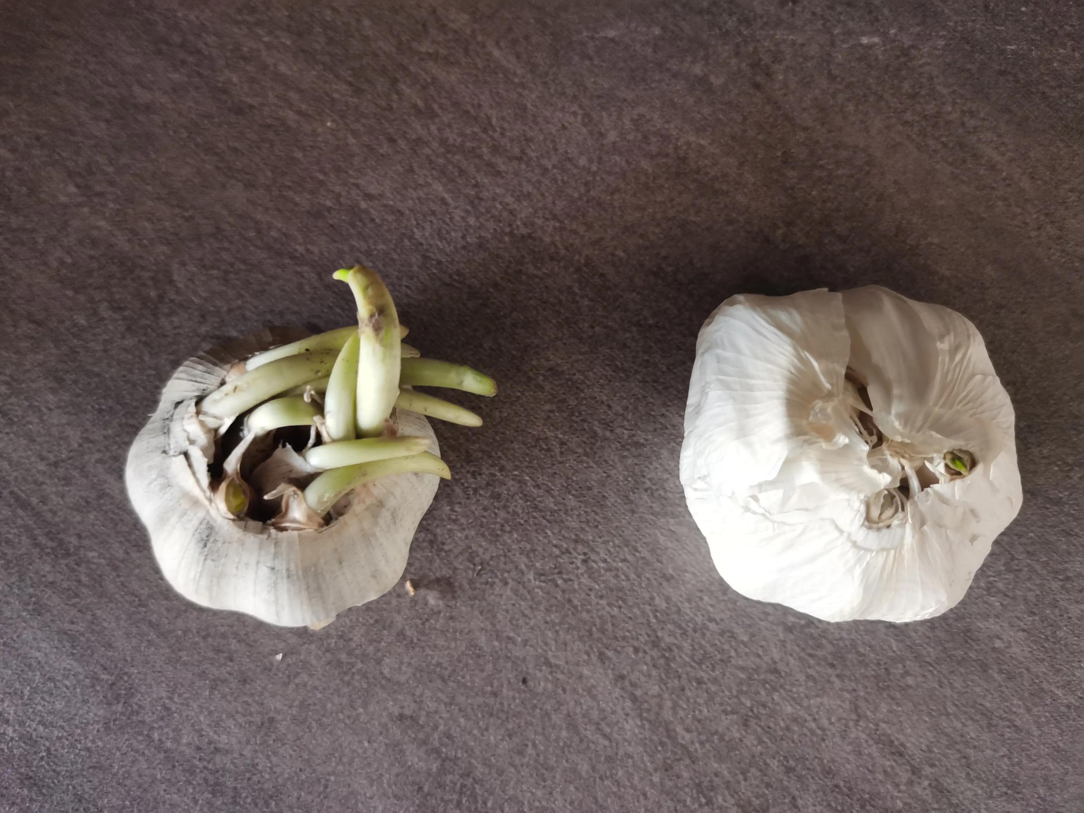 在超市买的大蒜可以买来再种植吗,超市大蒜和自己种大蒜区别