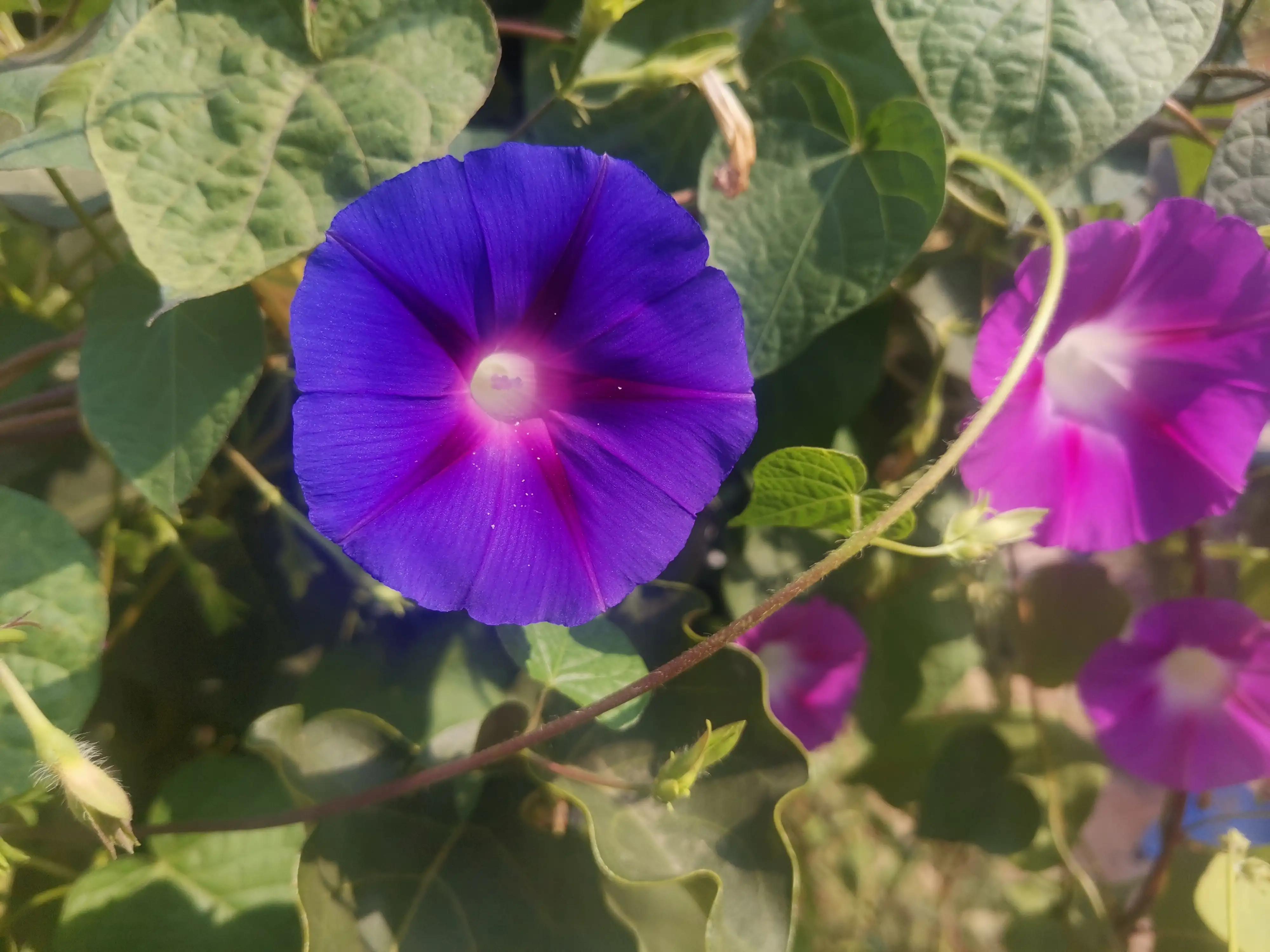 拇指化脓性感染护理问题,大拇指感染肿了消肿最快方法