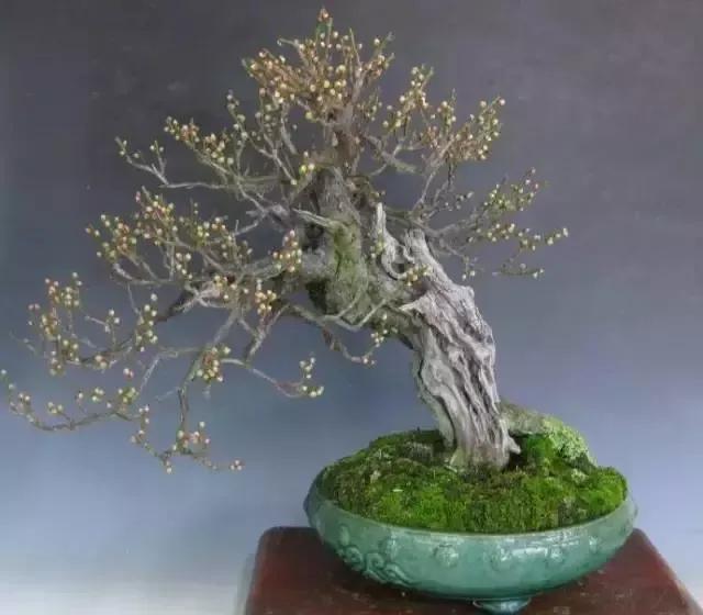 梅花老桩盆景,梅花盆景制作