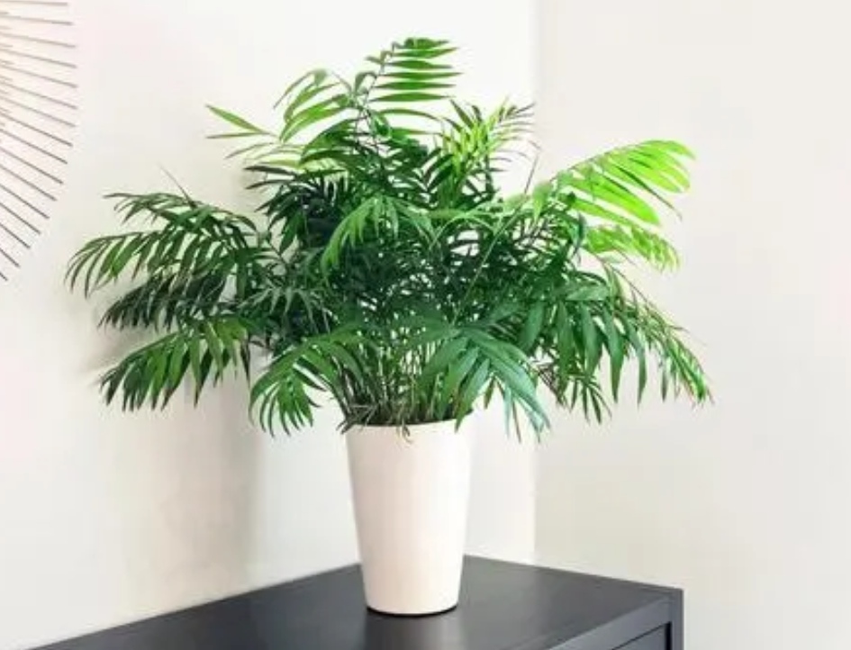 客厅养哪种发财树好,客厅养什么吉祥树最好