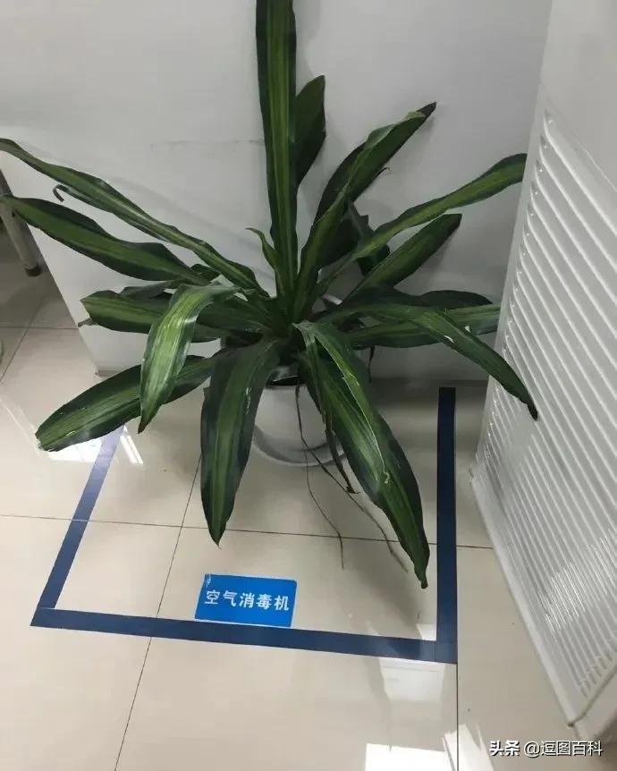 2020最火搞笑的对联,对联大全搞笑过年