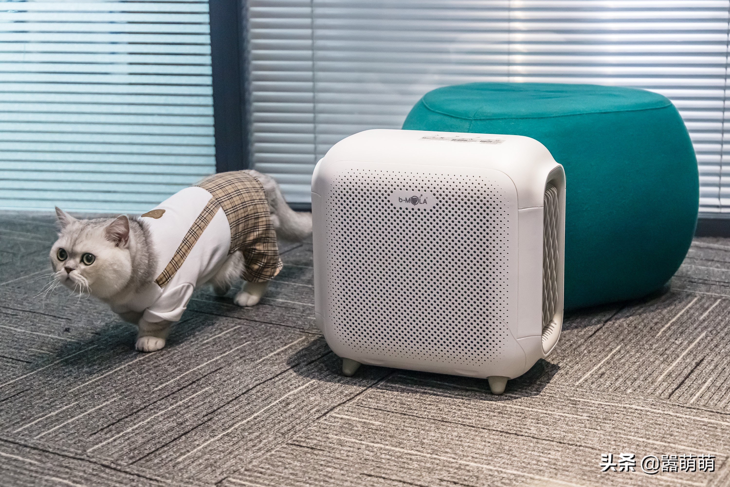 猫咪应激大小便失禁喘气怎么办,猫咪发屎疯是什么原因