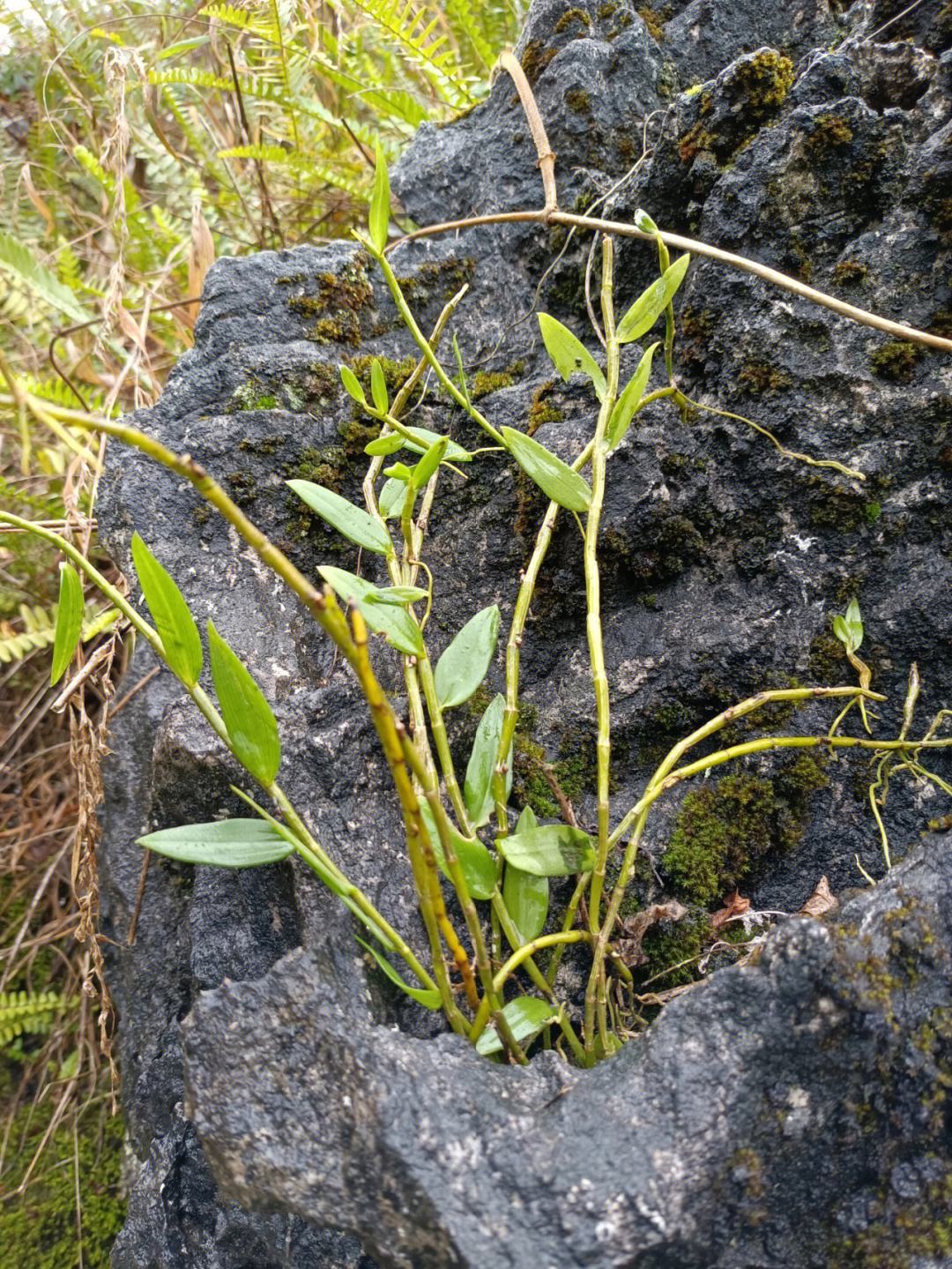 新鲜石斛大概多少一斤,野生石斛多少一克