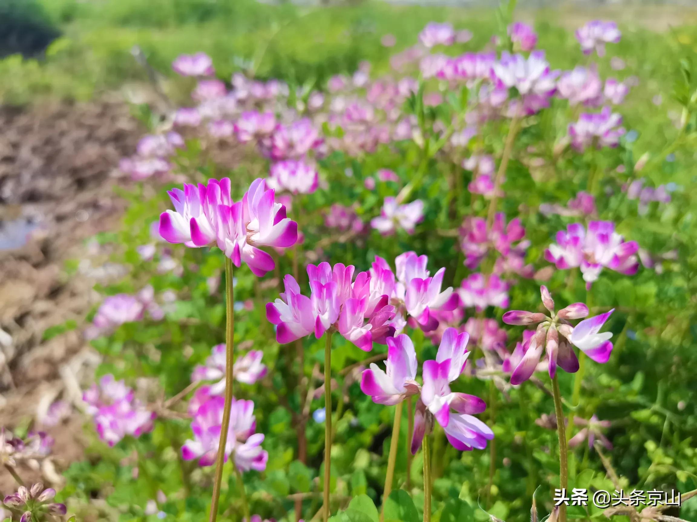 城市风光京山 (京山好风光)
