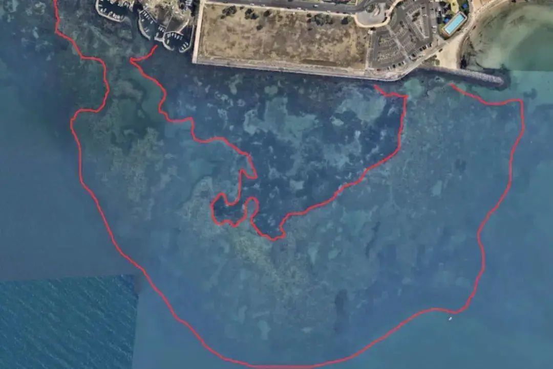 比蟹黄还珍贵！澳洲海胆“疯狂”生长，专家呼吁居民多吃