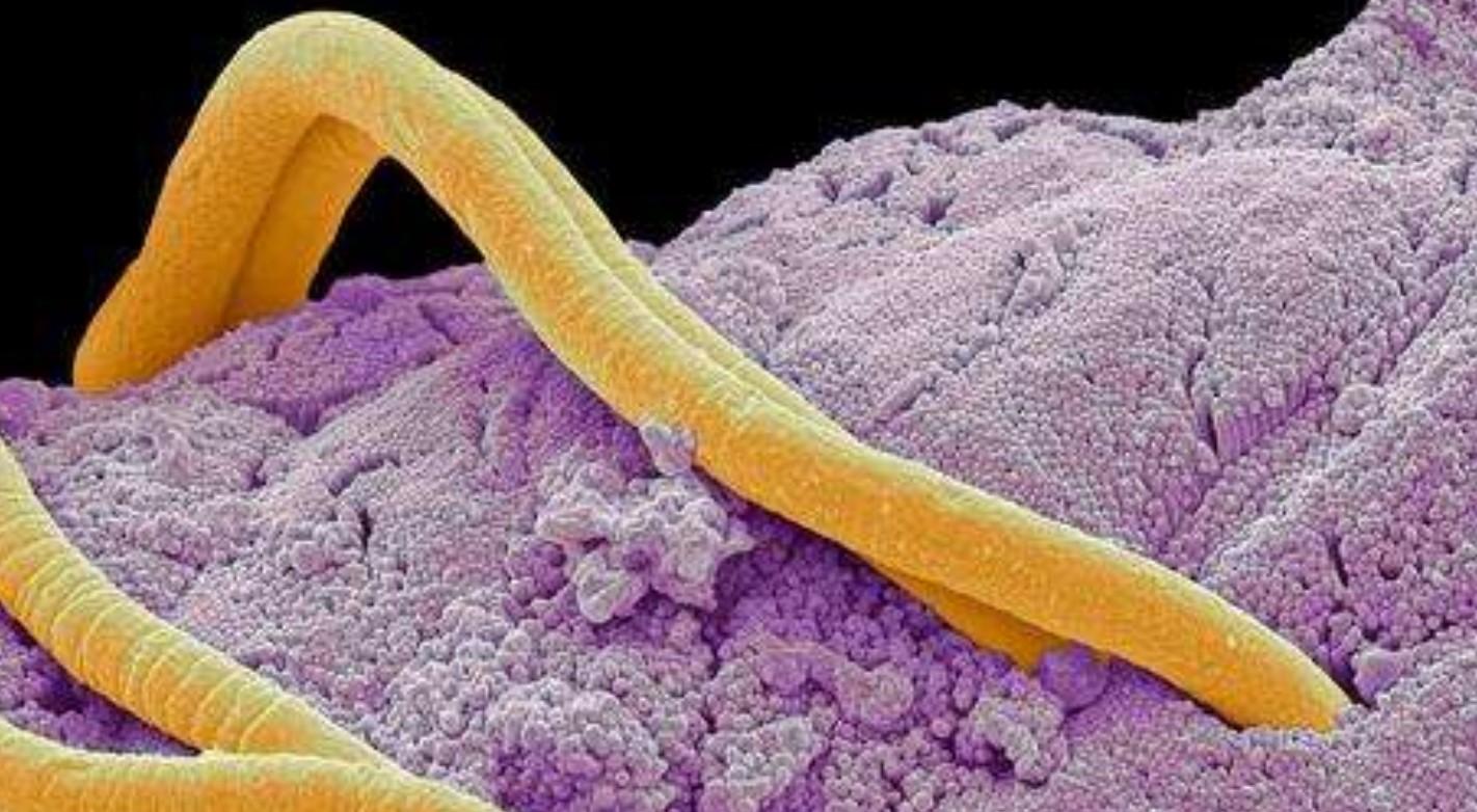 新西兰的几维鸟属于什么类型,新西兰的几维鸟有什么样的形态