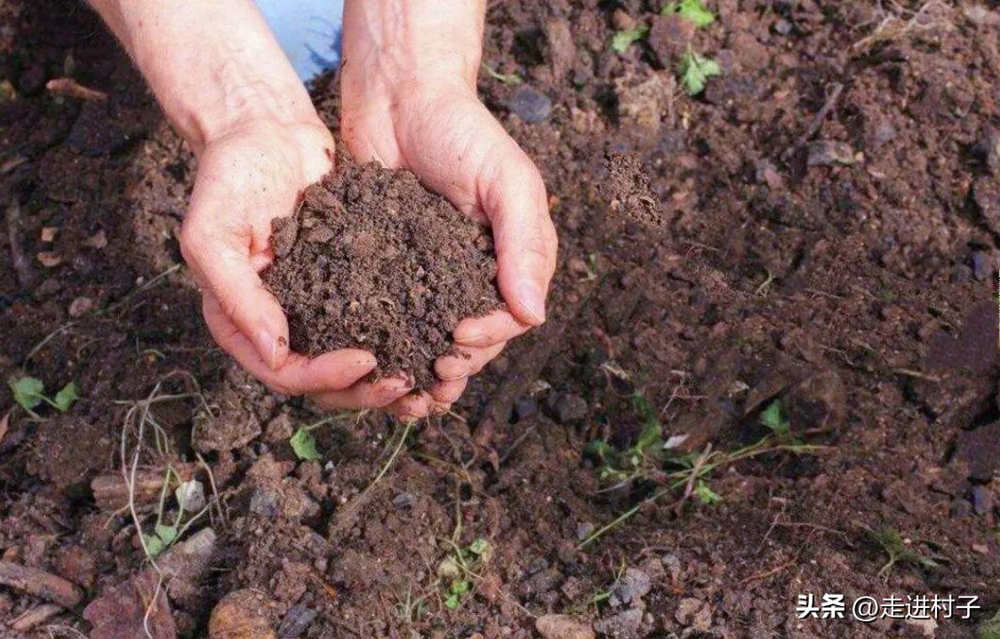 农村人自制高级营养土最简单,怎么低成本自制营养土
