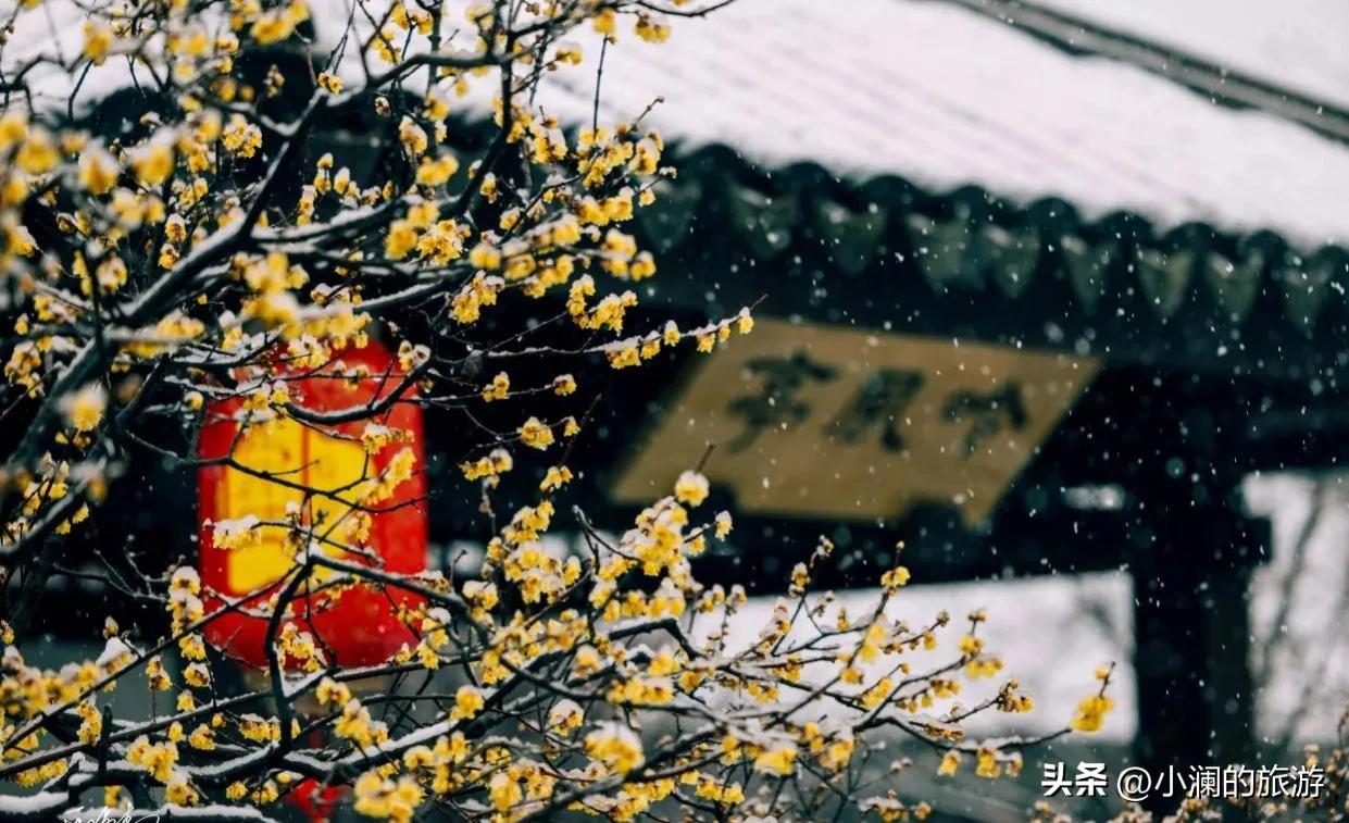 江苏赏梅胜地,江浙沪赏梅小众