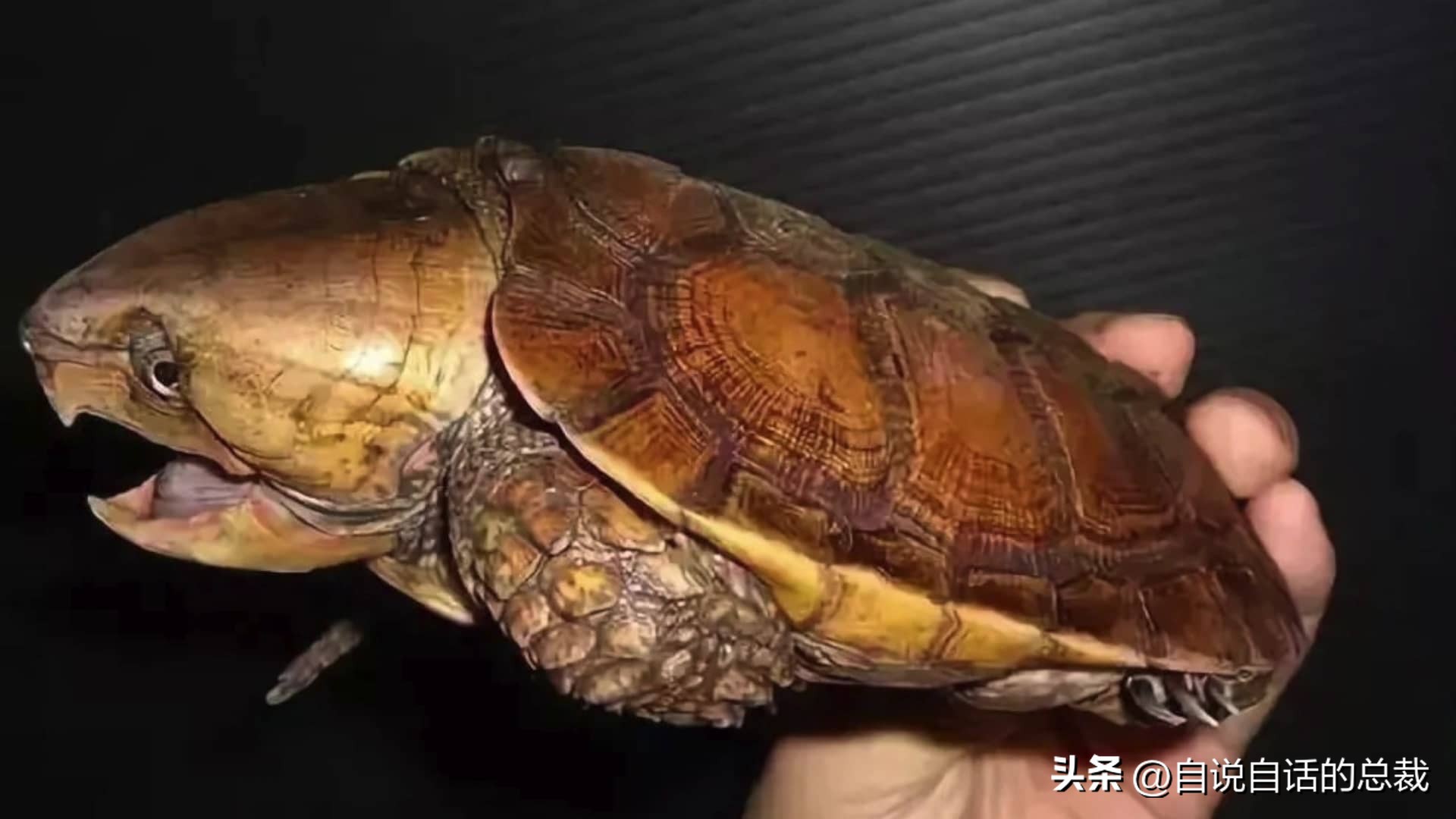 龟蛇大战巨龟视频,罕见别致的龟蛇大战