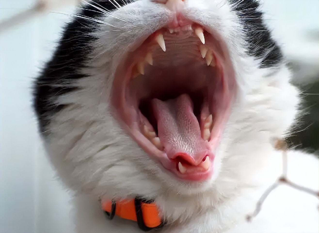 猫咪口臭严重是得了什么病吗,猫咪口臭的症状和治疗方法